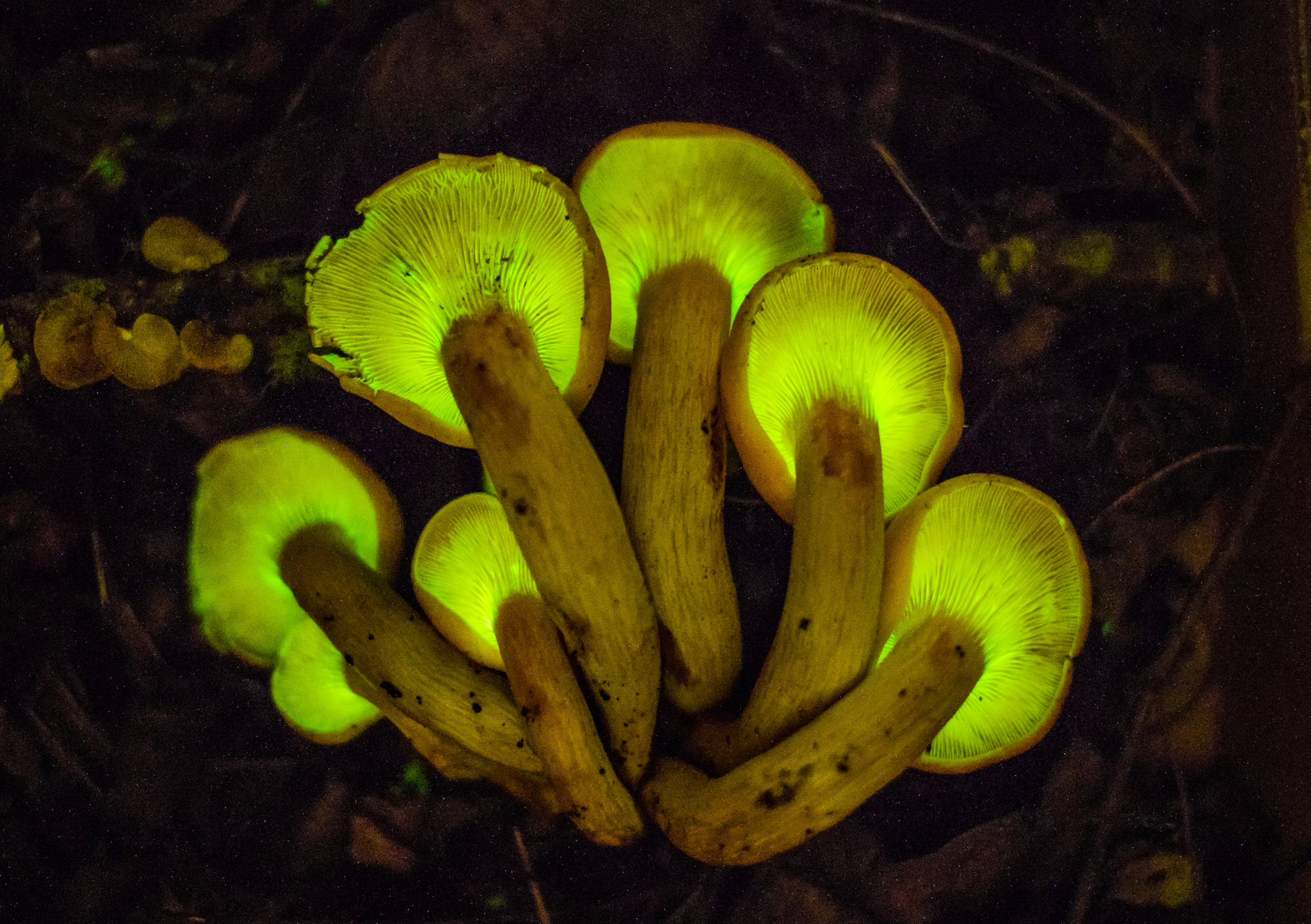 Some Mushrooms Glow in the Dark Naturally — No Science Fiction Involved 
