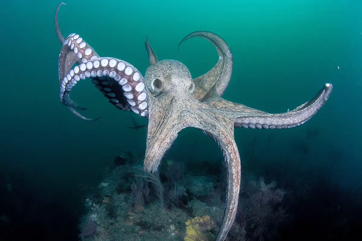 Octopuses Have Three Hearts, Blue Blood, and Can Taste with Their Suckers